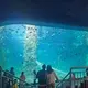 Mini Acrylic Aquarium 1.2g/cm3 - - Xchacrylic 2