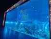 Custom Built Aquarium Transparent - - Xchacrylic 7