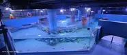 Custom Built Aquarium Transparent - - Xchacrylic 3