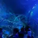 Acrylic Tunnel Customer's Demand by Xchacrylic 4