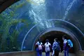 Acrylic Tunnel Customer's Demand by Xchacrylic 5