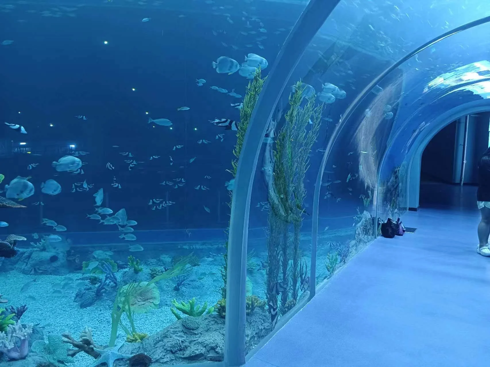 Tunnel Aquarium Customer's Demand - - Xchacrylic-1 5