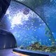 Underwater Tunnel Aquarium Live Aquarium Fish by Xchacrylic 2