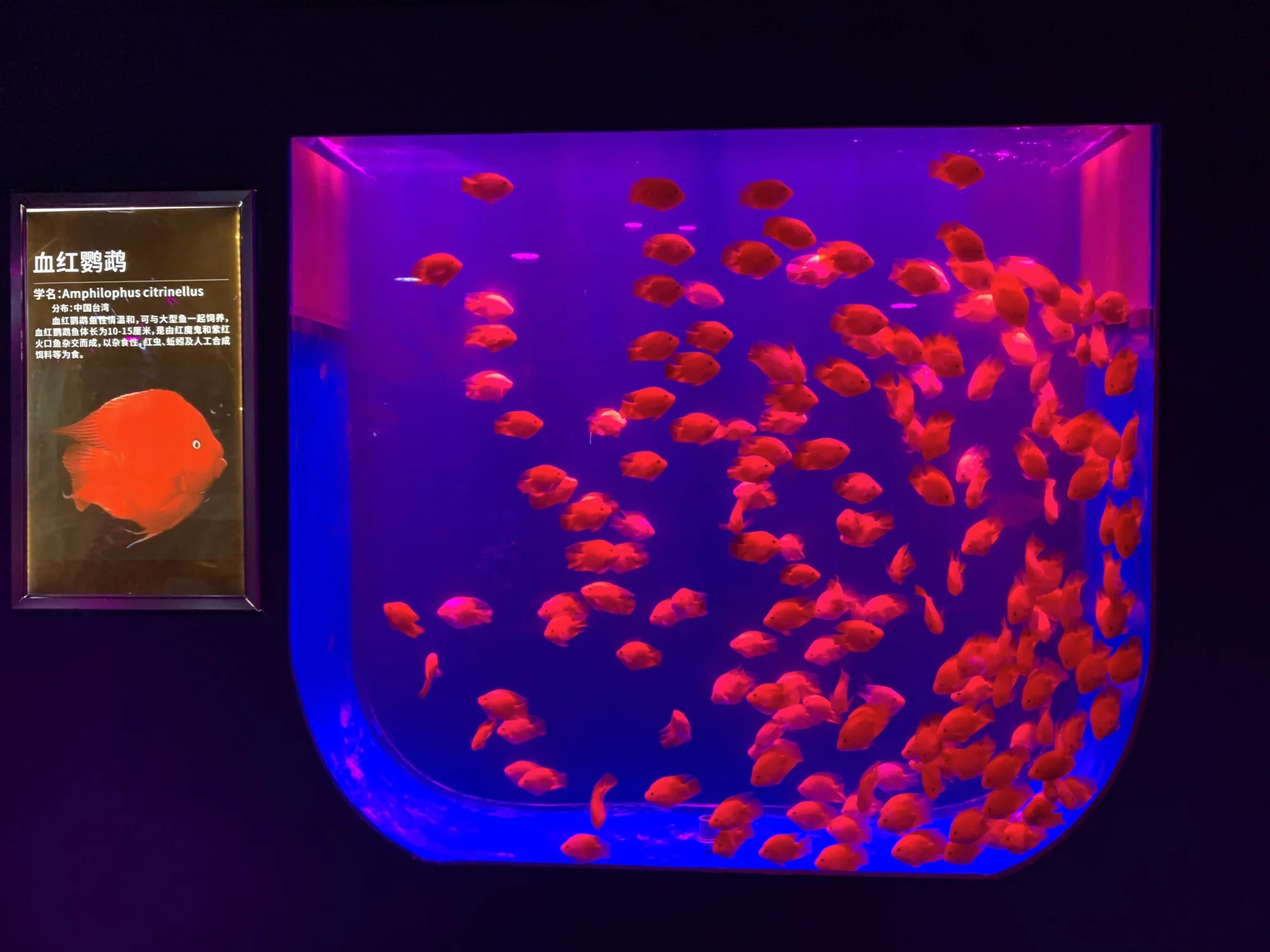 2025 Hot Sell Tangki Ikan Akuarium Akrilik Besar 4