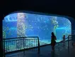 Underwater Tunnel Aquarium Live Aquarium Fish by Xchacrylic 5