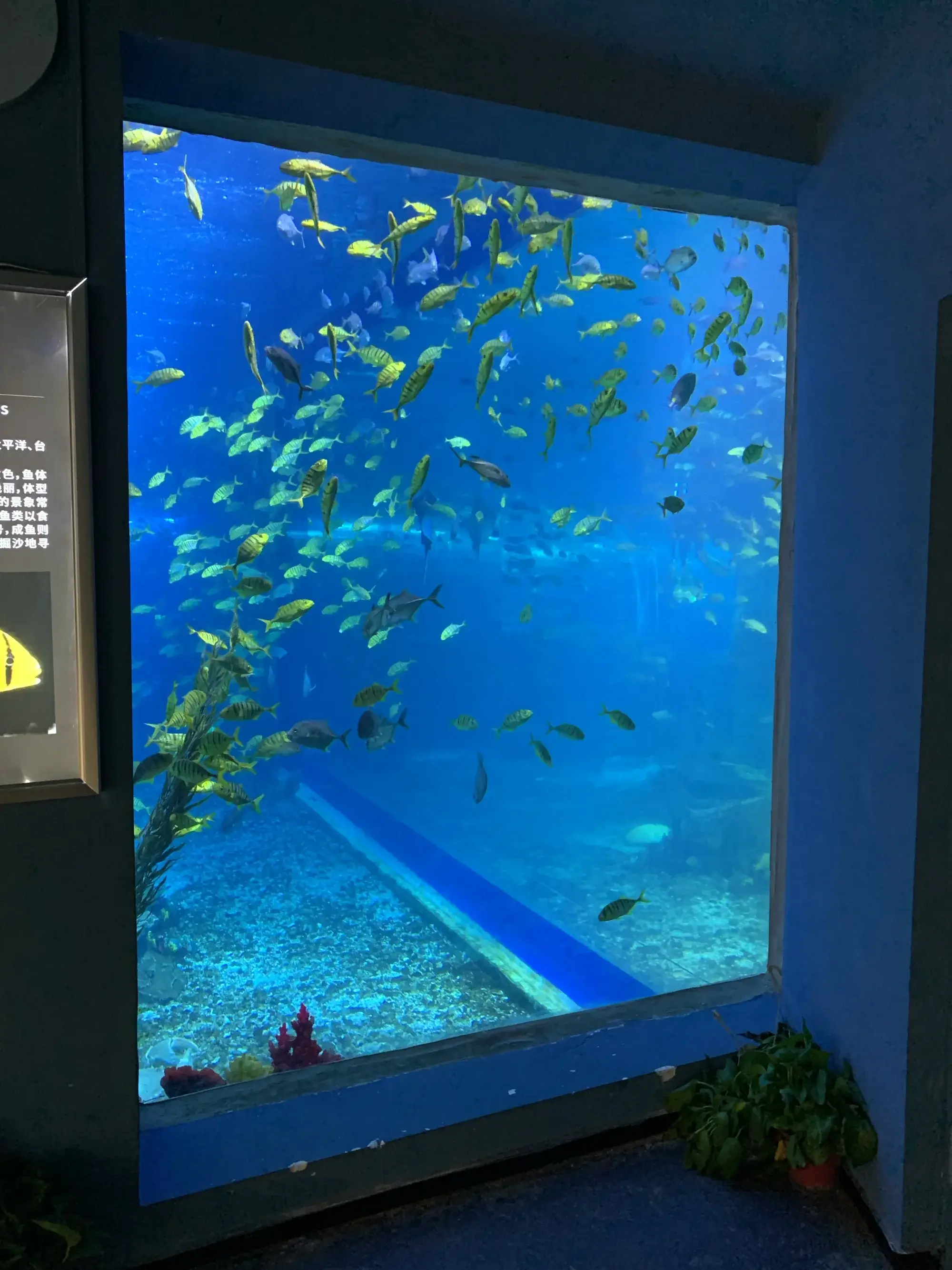 Custom Built Acrylic Aquariums Customer's Demand by Xchacrylic 6