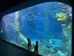 Custom Built Acrylic Aquariums Customer's Demand by Xchacrylic 4