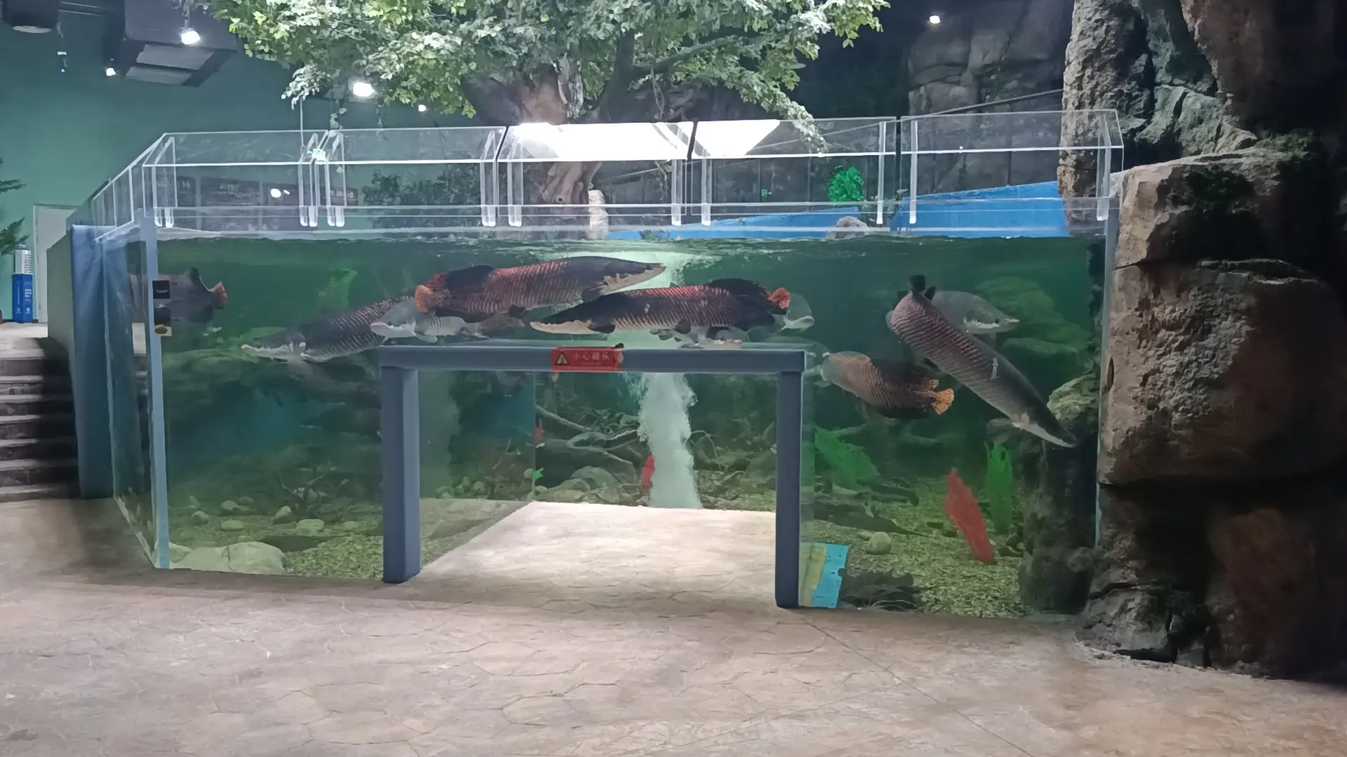 Custom Aquarium Tank Stocked by Xchacrylic 5