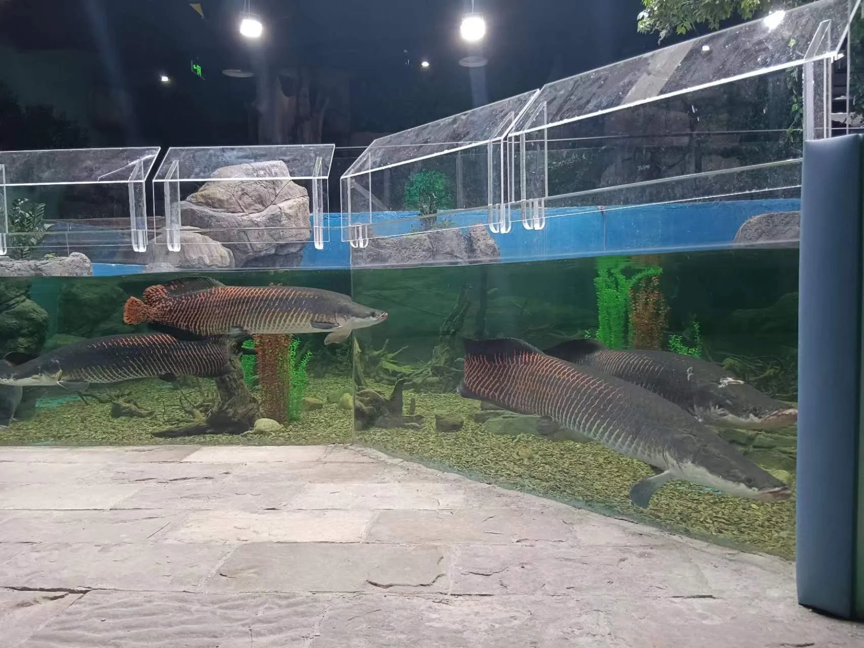Akuarium Akrilik Tidak Beraturan 2023 3