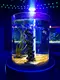 Acrylic Fish Tanks for Sale Live Aquarium Fish by Xchacrylic 3
