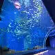 Aquarium Tunnel 93% by Xchacrylic 3