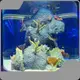 New Plexiglass Aquarium Company 1