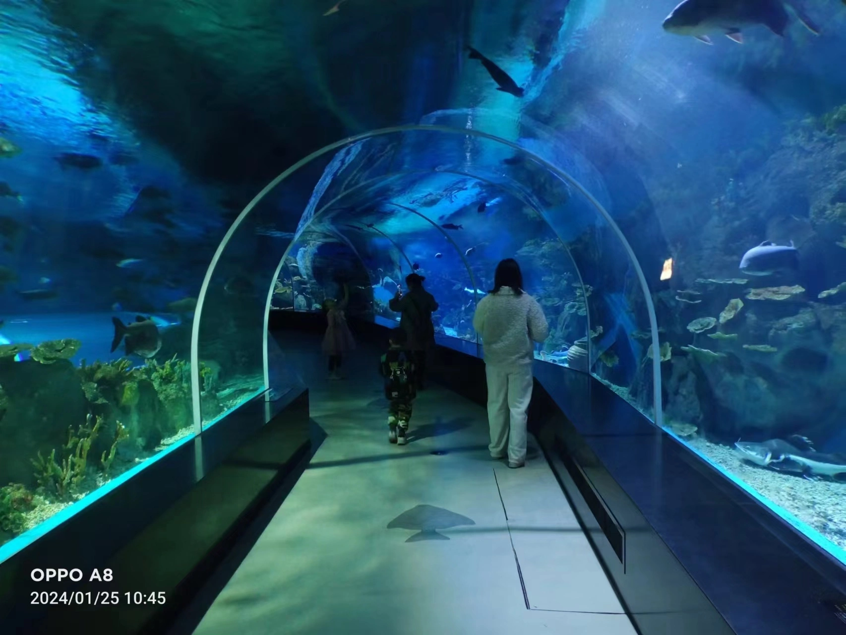 Customized Acrylic Aquarium Tunnel On Sale For Acrylic Aquarium Tunnel Project / Acrylic Oceanarium-1745027051484334 1
