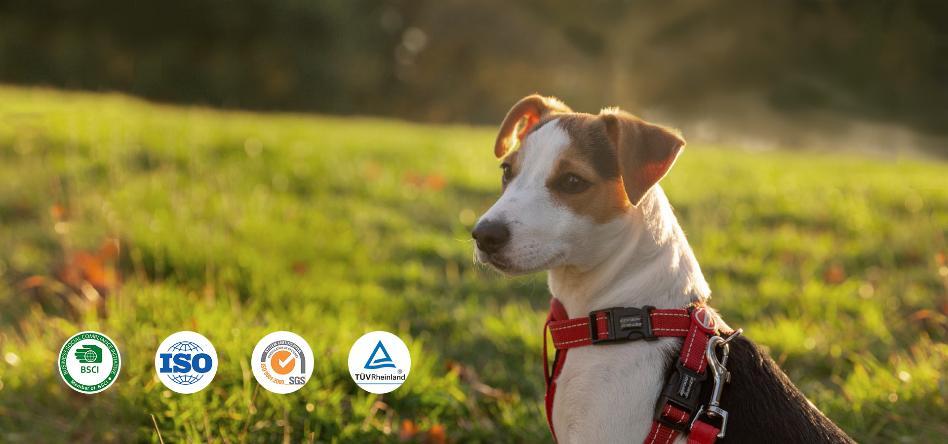 The professional dog collar/harness maker dedicates to OEM/ODM for decades.