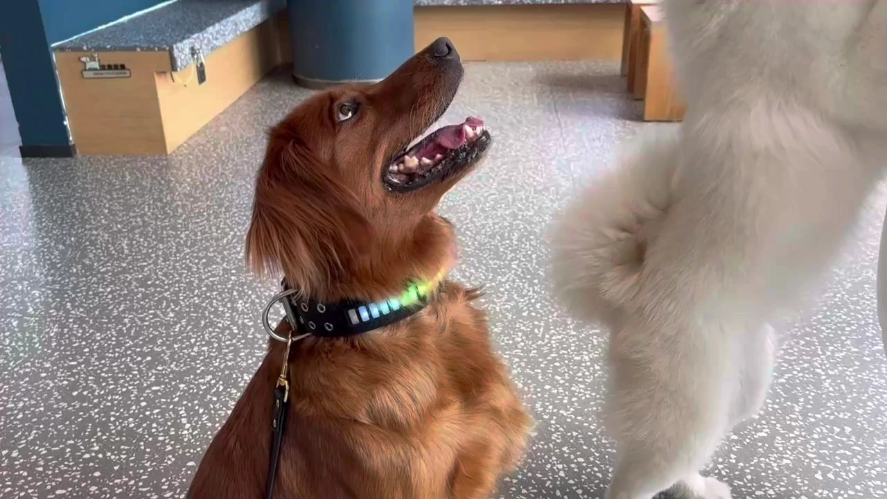 PAIRUIPETS Светодиодный силиконовый ошейник для собак с голосовым управлением и нейлоновой тканью 1