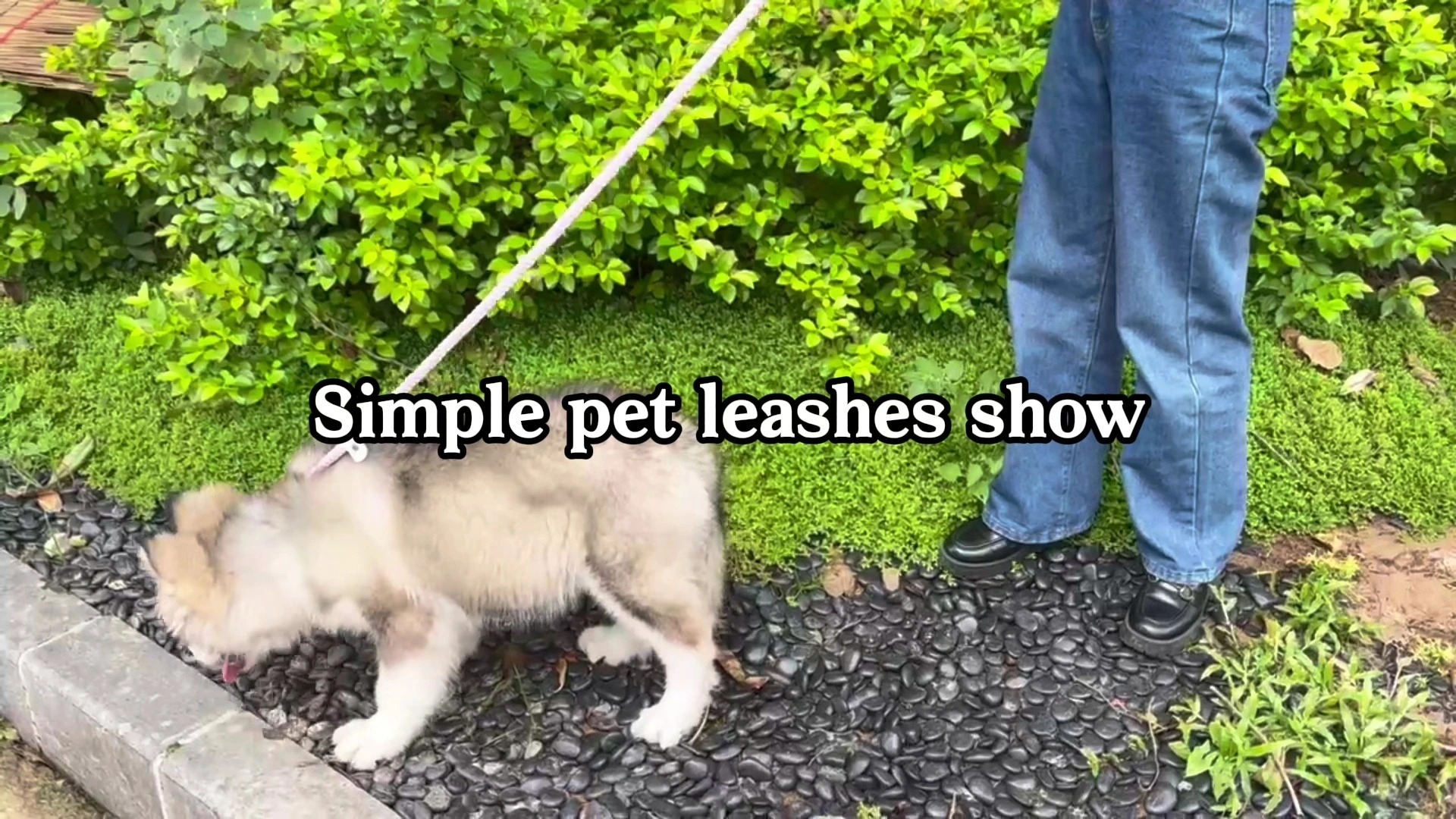 PAIRUIPETS Heavy Duty Reflective Soft Padded Nylon No Pull Pet Cat Dog Training Lead Rope Leash For Dog 2 1