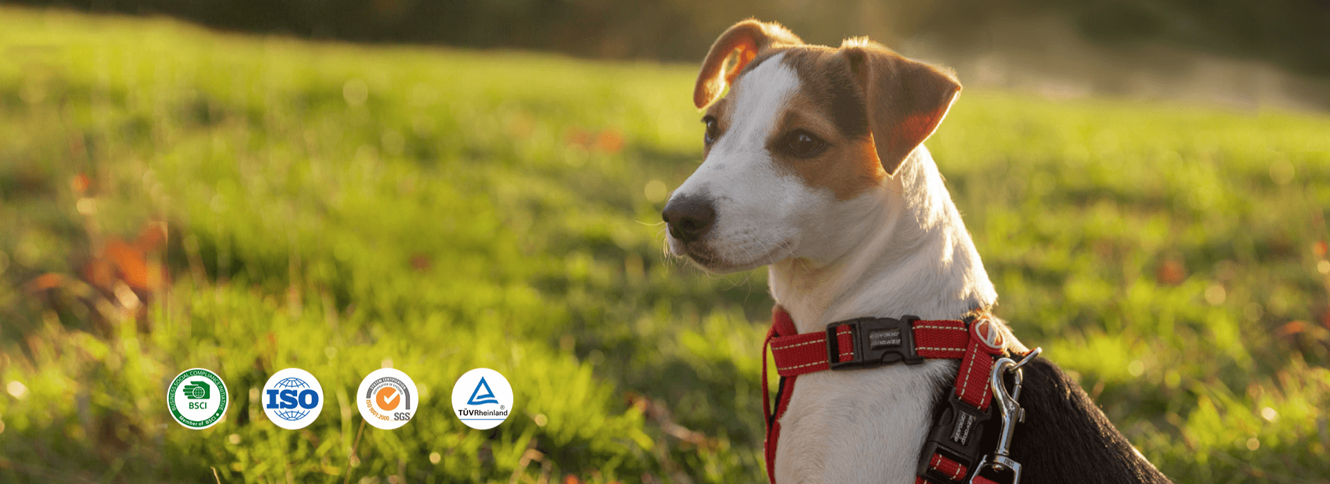 Professional Dog harness Manufacturer