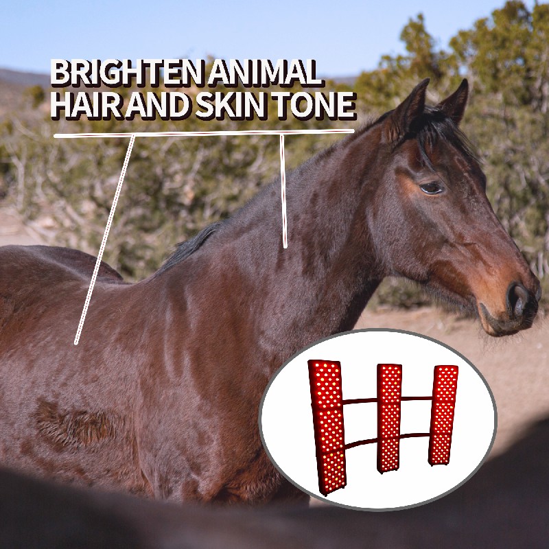 Professional Manufacturer Equine Products High Quality Horse Solarium Red Light Therapy for Horses 5
