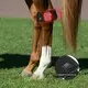 Terapia a Laser de Luz Vermelha para Cavalos 3-7 Dias Úteis - Empresa - Sunglor 5