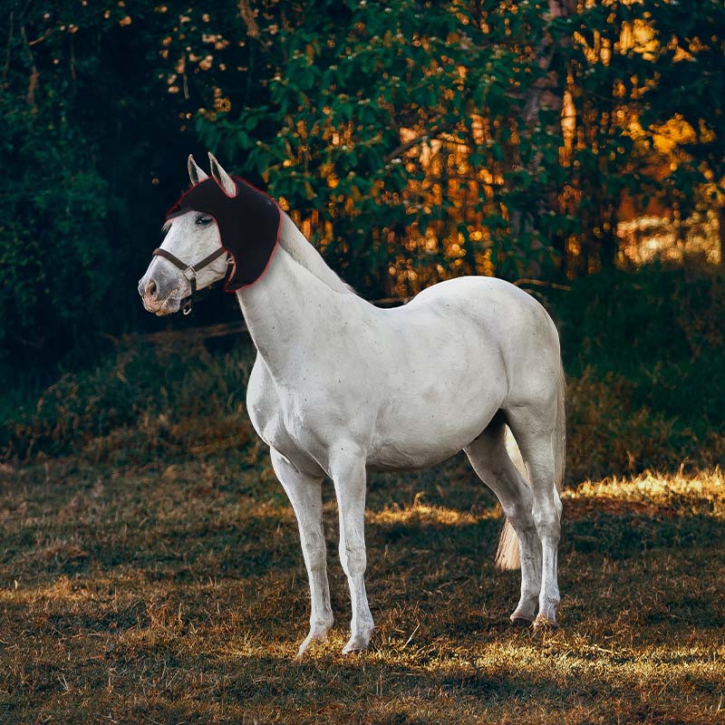 Baterie încorporată Equine Poll Terapie cu lumină roșie pentru cap de cal 5