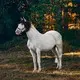 Horse Infrared Light Therapy SBR - for House - Sunglor 5