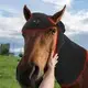 Durable Infrared Horse Therapy for Different Industries 3
