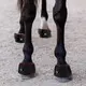 Durable Infrared Horse Therapy for Different Industries 5