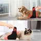 Infrared Therapy for Dogs Animal Red Light Wholesale - Sunglor 2