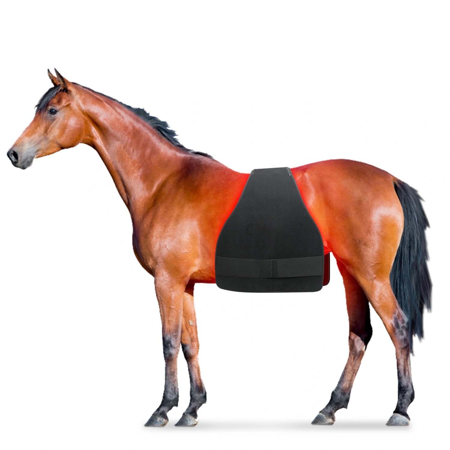 Built in Battery Equine Red Light Therapy with 660NM 850NM LED Infrared for Belly Pain Relief Treatment 1