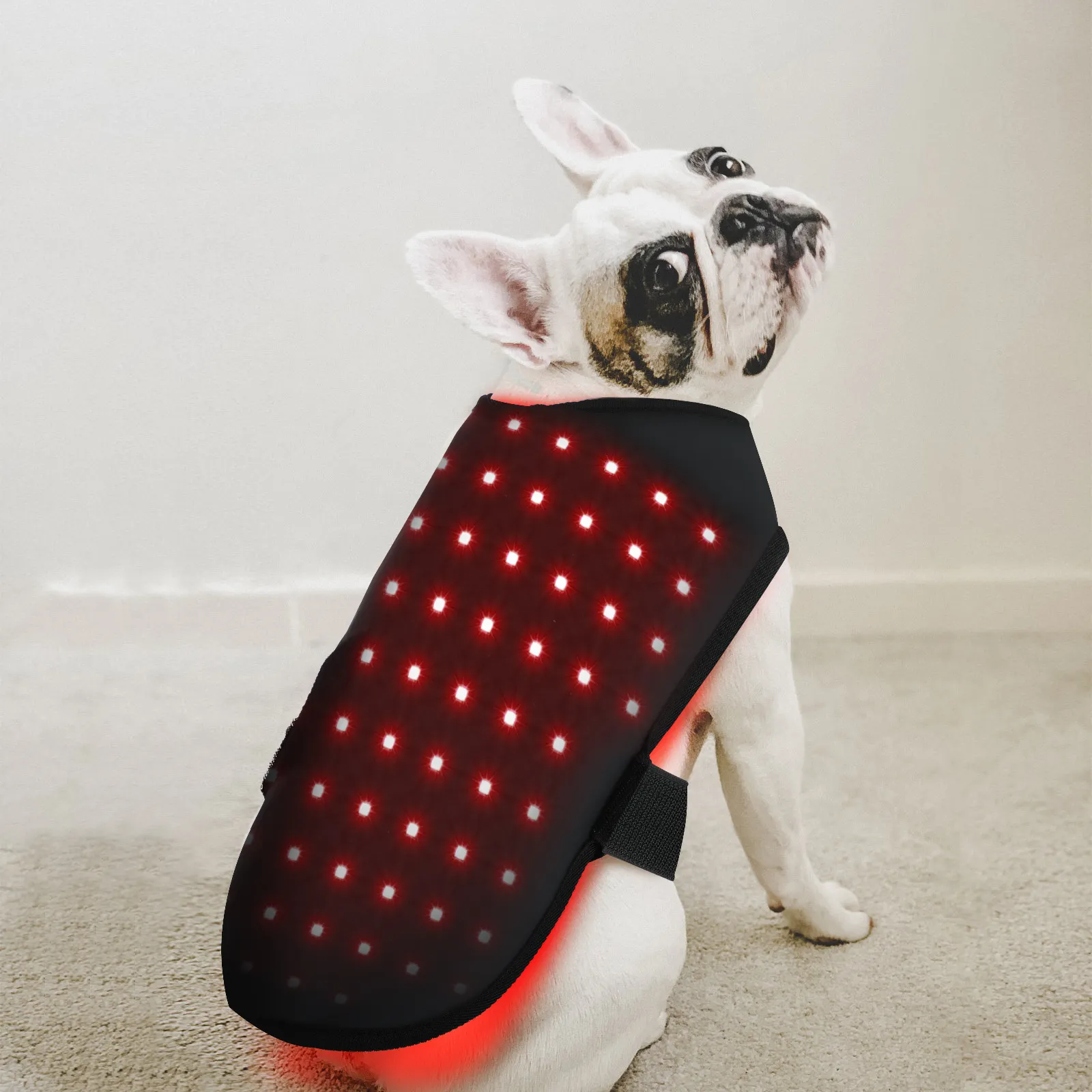Customized Red Light Therapy for Dogs with Arthritis for Cat 2