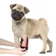 For House Infrared Horse Therapy SG-WP-HD by Sunglor 3