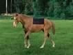 For Horses Horse Infrared Light Therapy Western Uinon by Sunglor 3
