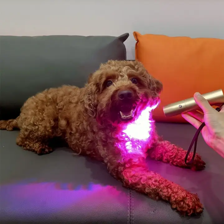 犬の赤色光療法 | Sunglor