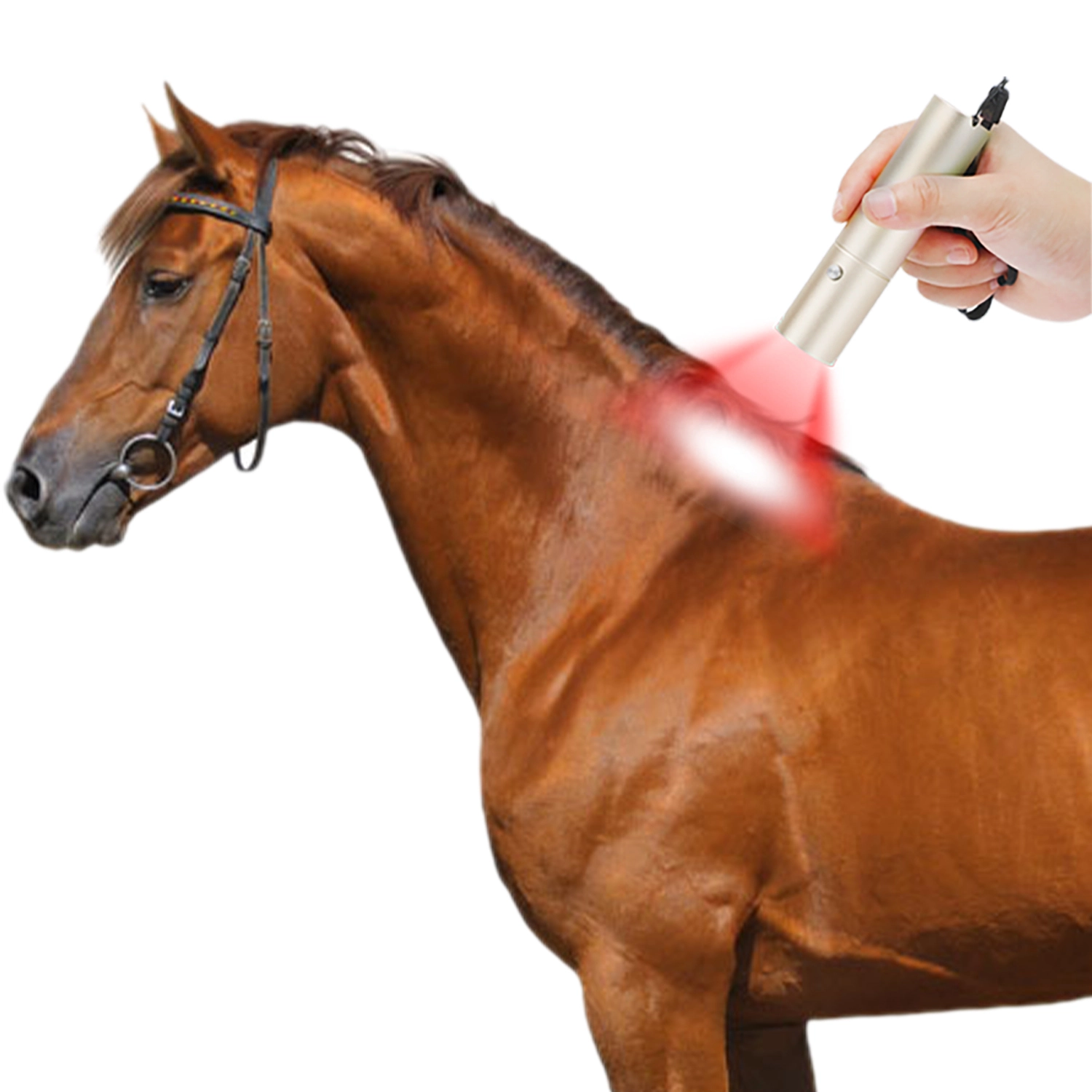 5 Colors LED Pen Red Light Therapy Torch with Blue NIR for Horse Care 1