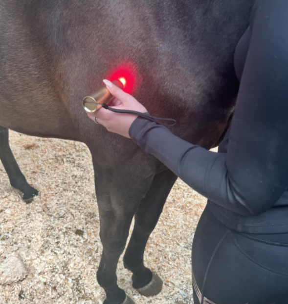 5 Colors LED Pen Red Light Therapy Torch with Blue NIR for Horse Care 4