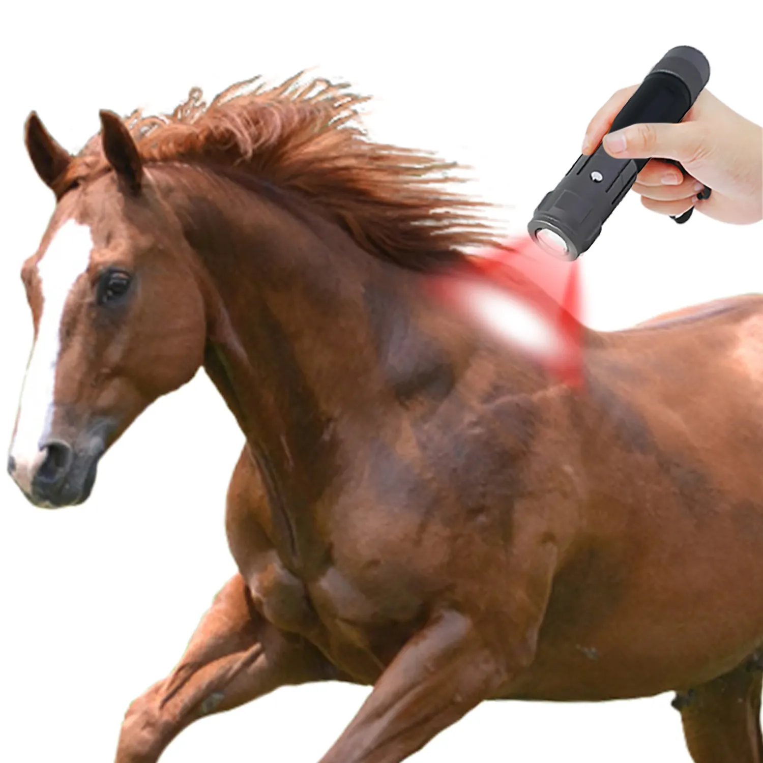 Top Selling Red Light Therapy for Animals Price List 2