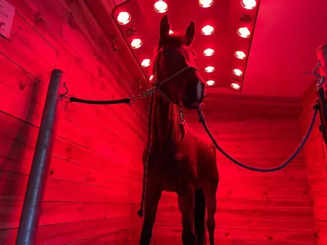 Thérapie par la lumière rouge pour les chevaux : un guide complet | Soleil