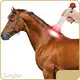 Oem & Odminfrared Therapy for Dogs Fast Delivery Cardboard Metal 1