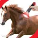 Top Selling Red Light Therapy for Animals Price List 1