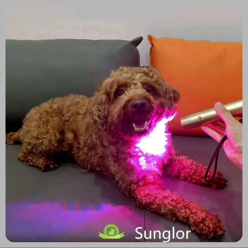 Hot Sellingred Light Therapy for Arthritis in Horses Bulk Production Gold D30*130mm 1