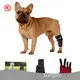 Durable Red Light Therapy for Cats Price List 1