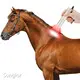 For Business Red Light Therapy for Pets 1 by Sunglor 1