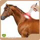 Oem & Odm Red Light Therapy for Pets with Good Price Bulk Production 1