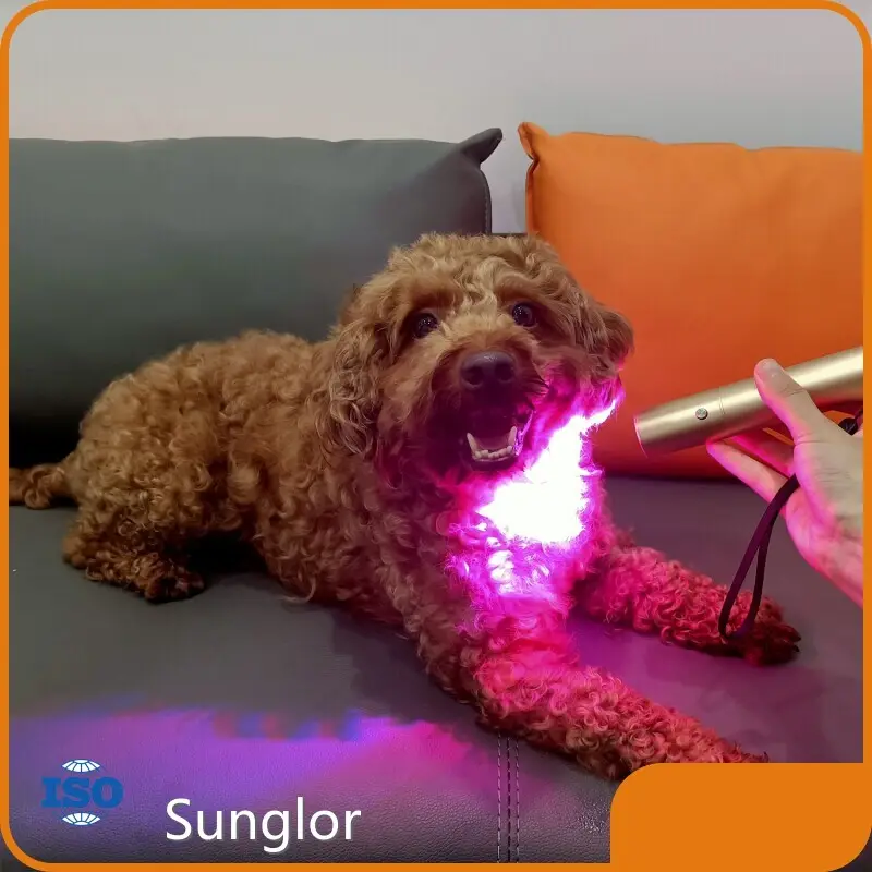 Best Value Light Therapy for Horses Light Therapy for Horses Company 1