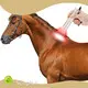Sunglor Red Light Therapy for Horses Western Uinonaluminum Foil 1