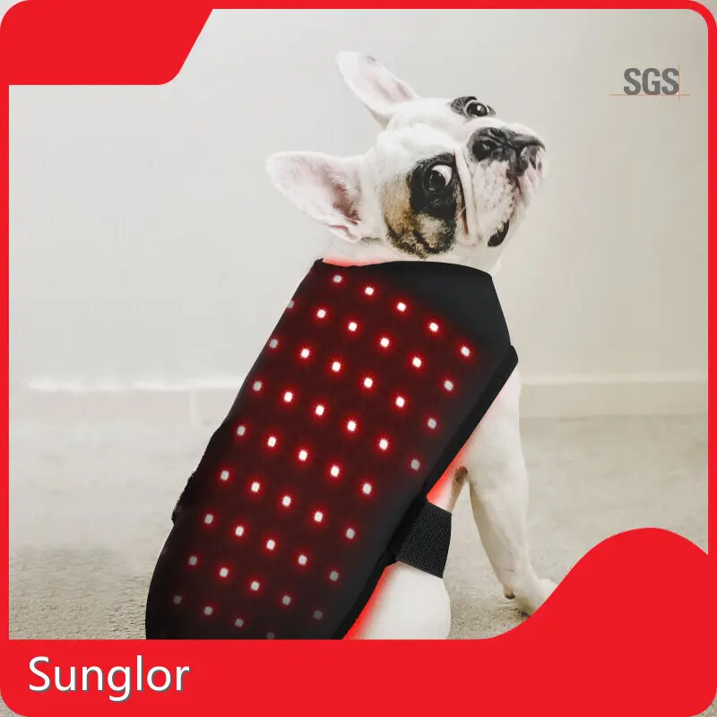 Horse Red Light Therapy for Sale Cardboardwith Good Price 1