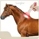 Sunglor Red Light Therapy for Pets SG-TRH-Nwith Good Price 1