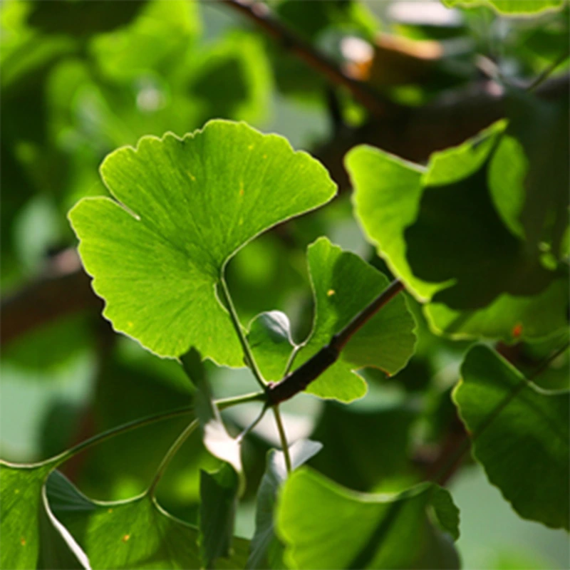Ginkgo Biloba Extract Light to brown yellow fine powder 1