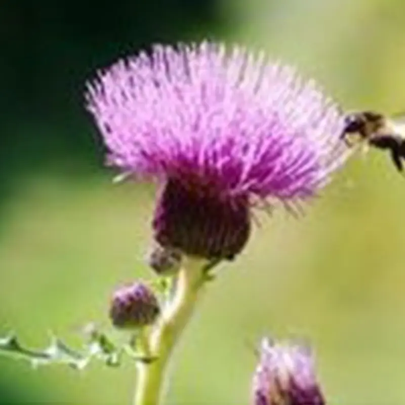 Best Borage Oil Supplement Wholesale - Acmey 2
