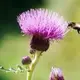 Best Borage Oil Supplement Wholesale - Acmey 2